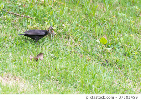 shiny cowbird parasitizing rufous collared sparrow 37503459