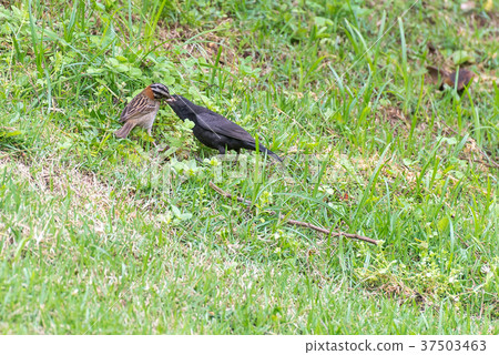 shiny cowbird parasitizing rufous collared sparrow shiny cowbird parasitizing rufous collared sparrow 37503463
