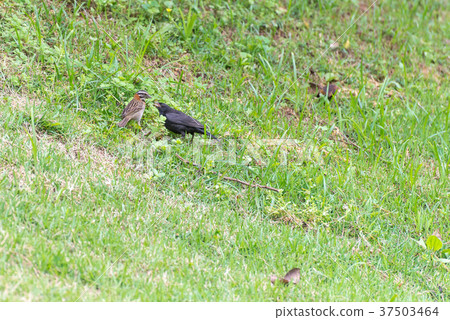 shiny cowbird parasitizing rufous collared sparrow 37503464