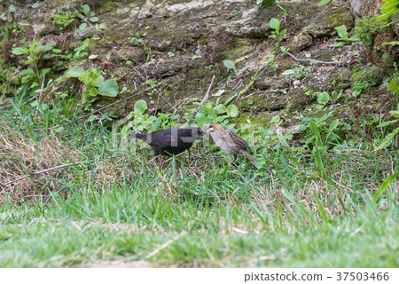 shiny cowbird parasitizing rufous collared sparrow shiny cowbird parasitizing rufous collared sparrow 37503466