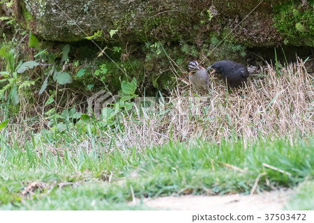 shiny cowbird parasitizing rufous collared sparrow shiny cowbird parasitizing rufous collared sparrow 37503472