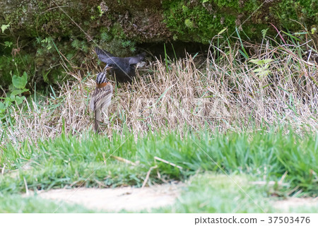shiny cowbird parasitizing rufous collared sparrow shiny cowbird parasitizing rufous collared sparrow 37503476