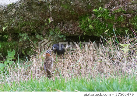 shiny cowbird parasitizing rufous collared sparrow 37503479