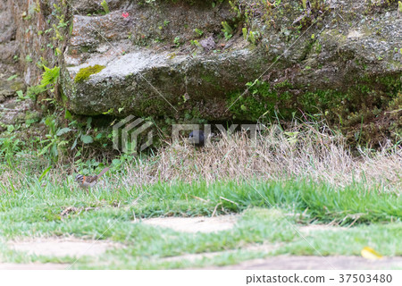 shiny cowbird parasitizing rufous collared sparrow 37503480