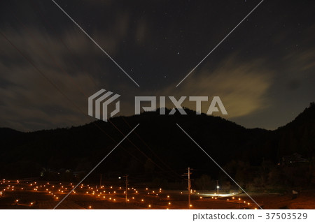 Rice field light up 37503529