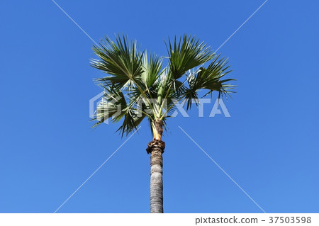 alone sugar palm under blue sky for background 37503598