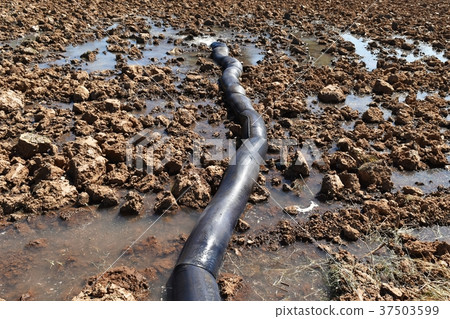 drain water in rice field prepare plant rice drain water in rice field prepare plant rice 37503599