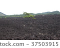 Nature  37503915