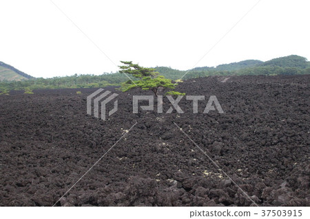 自然 自然 37503915