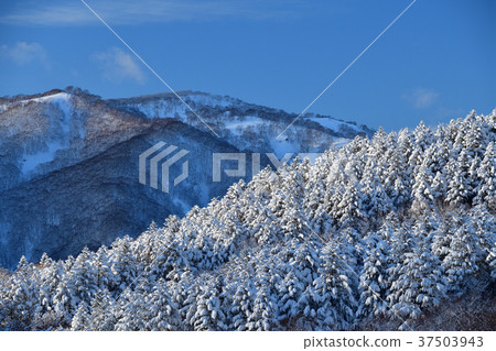 在大雪過後的第二天，在晴朗的天空下，在北海道的Atsuzawa-cho的Nakasuyama拍攝一片白雪覆蓋的樹木景觀 37503943