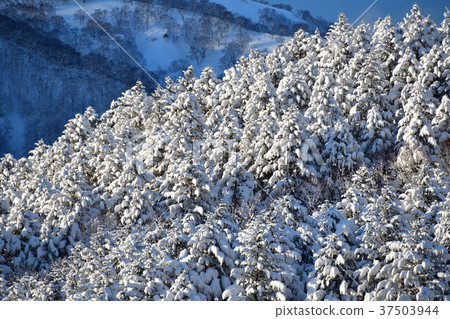 在大雪過後的第二天，在晴朗的天空下，在北海道的Atsuzawa-cho的Nakasuyama拍攝一片白雪覆蓋的樹木景觀 37503944