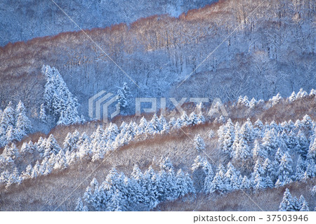 在大雪過後的第二天，在晴朗的天空下，在北海道的Atsuzawa-cho的Nakasuyama拍攝一片白雪覆蓋的樹木景觀 37503946