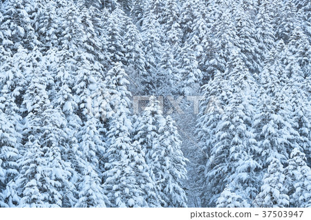 在大雪過後的第二天，在晴朗的天空下，在北海道的Atsuzawa-cho的Nakasuyama拍攝一片白雪覆蓋的樹木景觀 37503947
