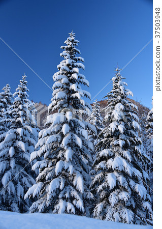 在大雪過後的第二天，在晴朗的天空下，在北海道的Atsuzawa-cho的Nakasuyama拍攝一片白雪覆蓋的樹木景觀 37503948