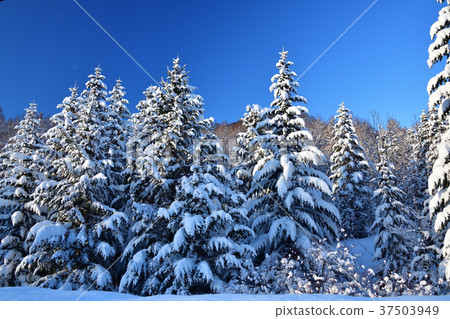 在大雪過後的第二天，在晴朗的天空下，在北海道的Atsuzawa-cho的Nakasuyama拍攝一片白雪覆蓋的樹木景觀 37503949