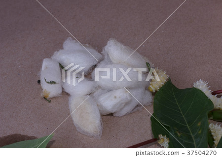 Silk worm with white cocoon Silk worm with white cocoon 37504270
