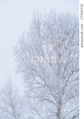 "Hokkaido" Natural scenery of ice and Biei-cho "Hokkaido" Natural scenery of ice and Biei-cho 37504336