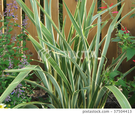 New Cyran Gardening Flora Gardening 37504413