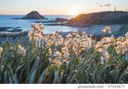 Minami-Izu Shimoda Nagizaki A field narcissus illuminated in the morning sun Minami-Izu Shimoda Nagizaki A field narcissus illuminated in the morning sun 37504677