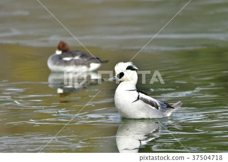 Mikoisa(男) Mikoisa(男) 37504718