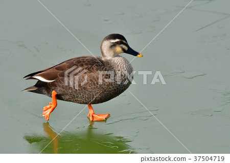 卡爾加莫在冰上行走 37504719