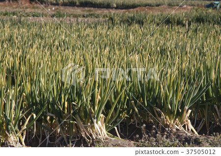 長的leekhard領域 長的leekhard領域 37505012