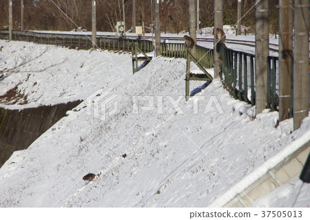 日本的猴子從山上下來到田野 37505013