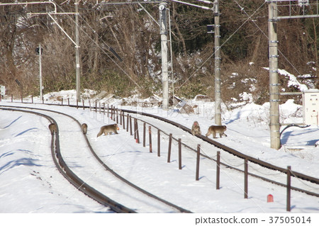 日本獼猴破壞蘋果田並返回山區 日本獼猴破壞蘋果田並返回山區 37505014