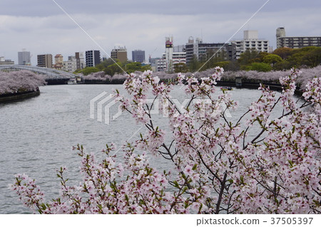 大阪旅遊Ayukawa Okawa Sakura 大阪旅遊Ayukawa Okawa Sakura 37505397