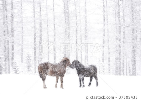 Hokkaido horse in winter 37505433
