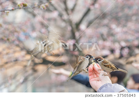[東京]美食 37505843