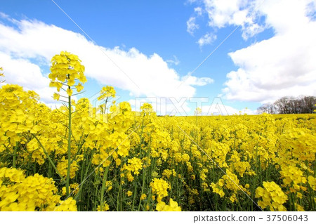 Rape blossoms and blue sky Rape blossoms and blue sky 37506043