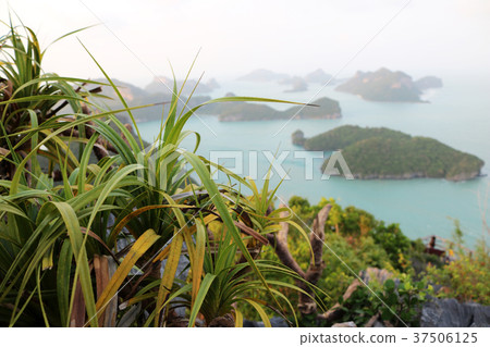 Pandanus tree on the mountain with ocean views  37506125