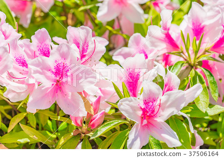 [Tokyo] Azalea 37506164