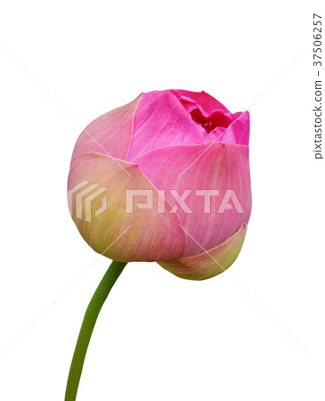 Lotus flower on white background Lotus flower on white background 37506257