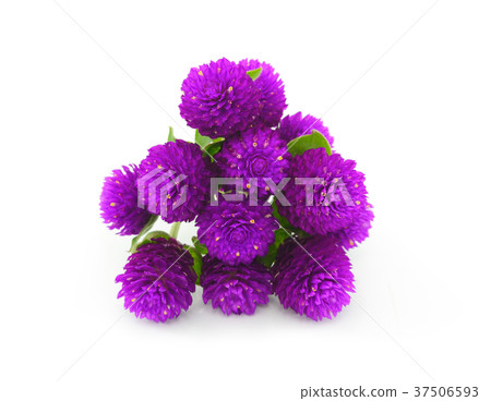 Globe amaranth beauty flower in white background 37506593