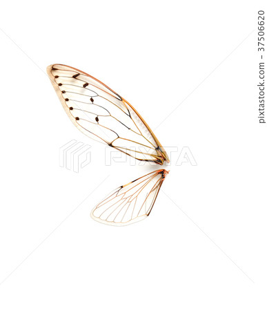 Insect cicada on white background Insect cicada on white background 37506620