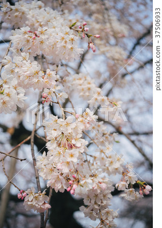 Branch of white Cherry Blossoms. Branch of white Cherry Blossoms. 37506933
