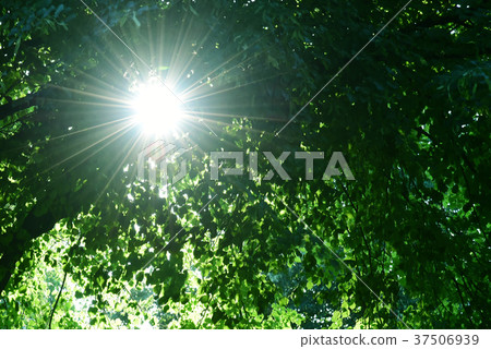 Sunbeams 37506939