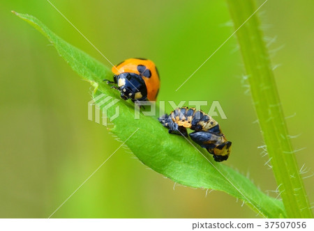 Ladybugs that have just emerged Ladybugs that have just emerged 37507056
