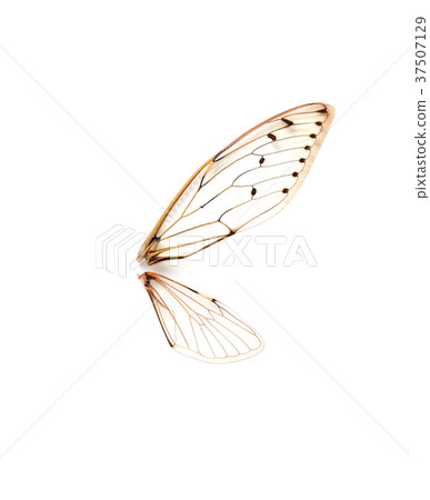 Insect cicada on white background. 37507129