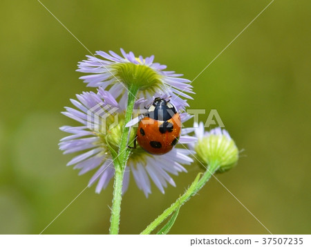 Ladybird and hardione 37507235