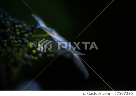 一朵鬆散的繡球花,飄起來 一朵鬆散的繡球花,飄起來 37507380