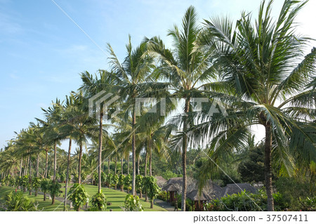Tropical palm tree 37507411