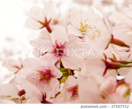 Cherry double cherry blossom macro Cherry double cherry blossom macro 37507552