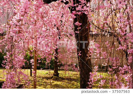 Weeping cherry blossoms 37507563