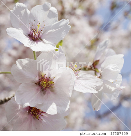 櫻桃雙櫻花宏 37507569