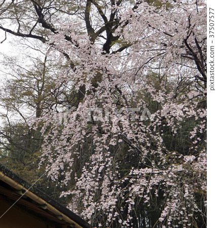 Weeping cherry tree Katsuragi Weeping cherry tree Katsuragi 37507577