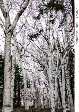 白樺樹 37507592