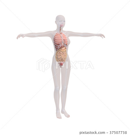 Human body specimen female skeleton and internal organs image perming 3DCG illustration material 37507738